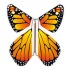 Papillon volant  New orange